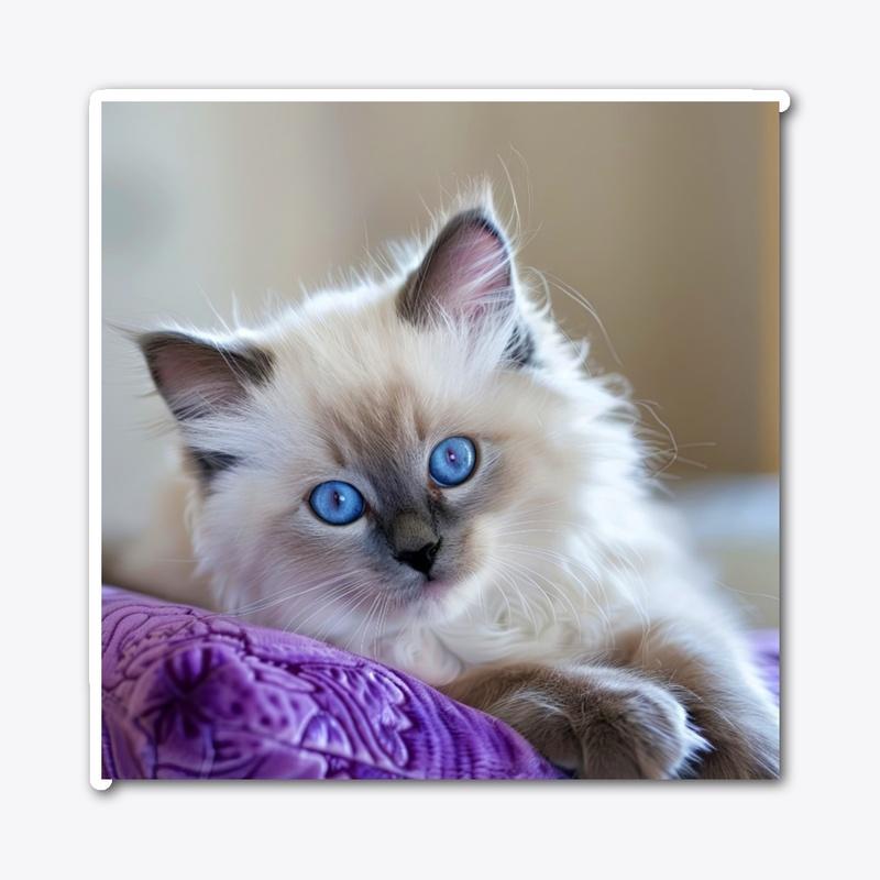 Blue-Eyed Beauty on Purple Plush