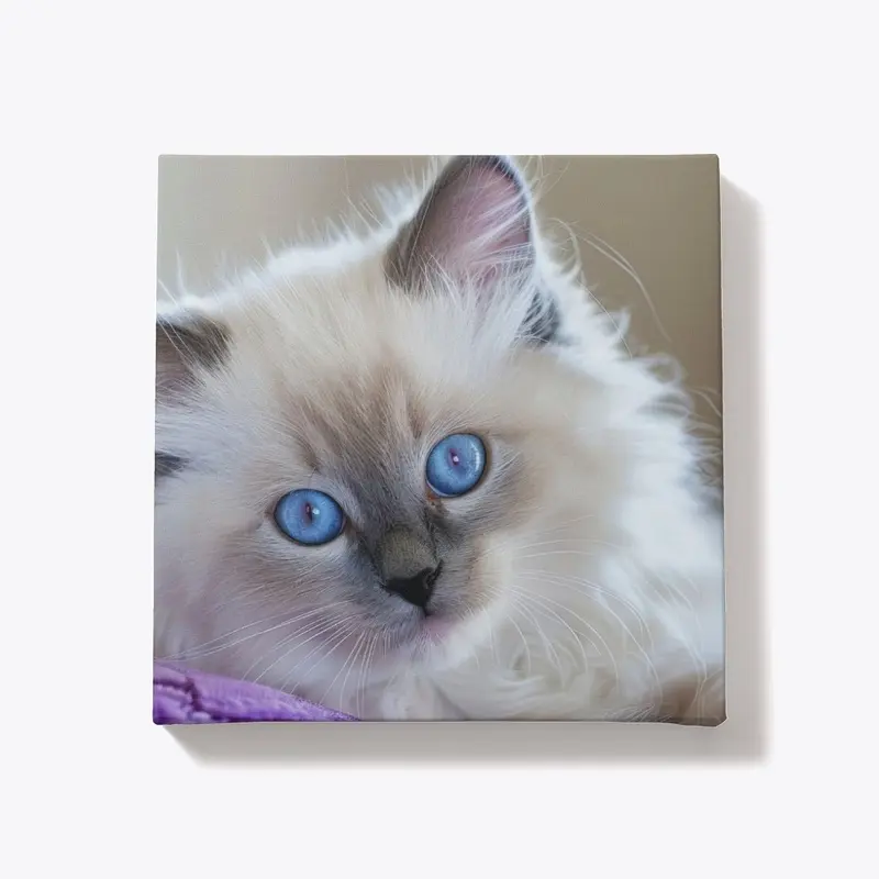 Blue-Eyed Beauty on Purple Plush